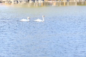 rIMG_1418