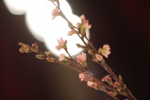 s-IMG_1050